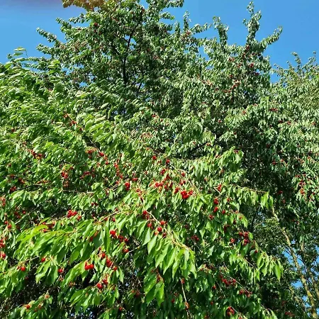 Finger's Hyggelig-haus *