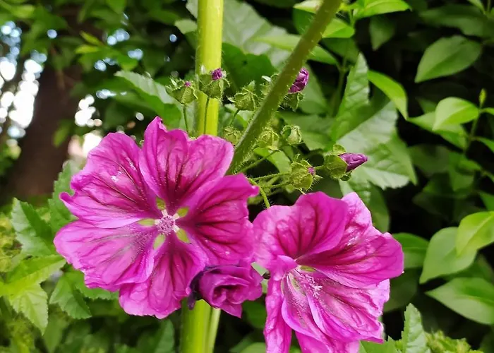 Finger's Hyggelig-haus *